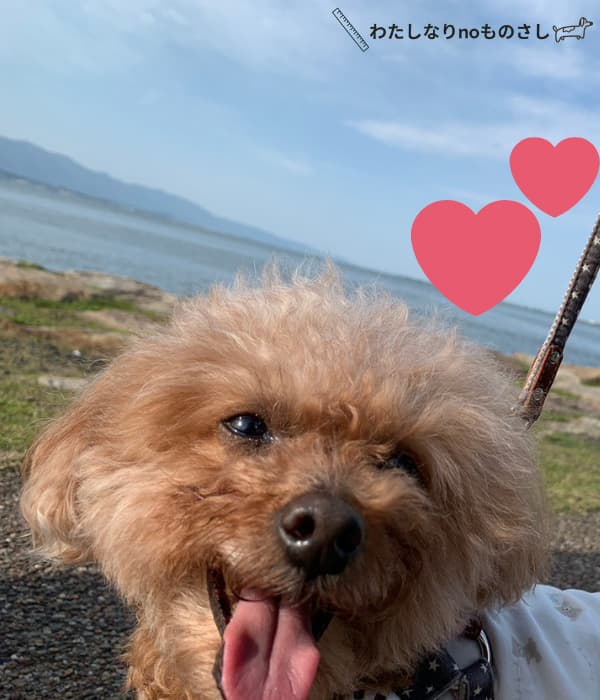 愛犬と散歩する琵琶湖岸なぎさ公園