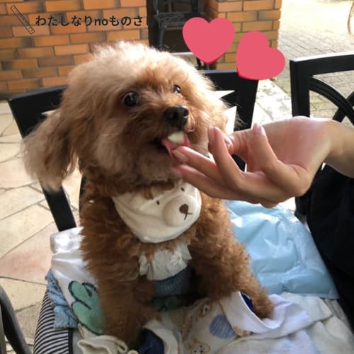 愛犬とモーニング・カフェ／奈良クラムボン