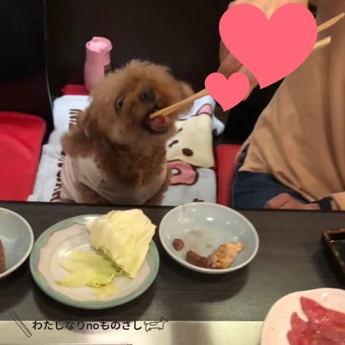 焼肉を食べる愛犬