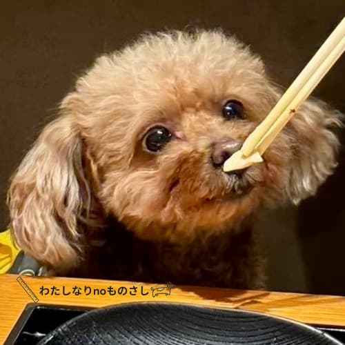 狙いを定める愛犬