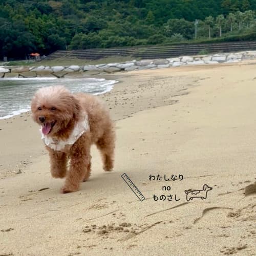 雨あがりの海辺の愛犬