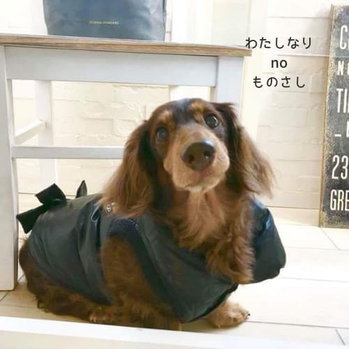 愛犬のココ
