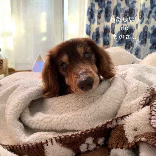 毛布に包まる愛犬