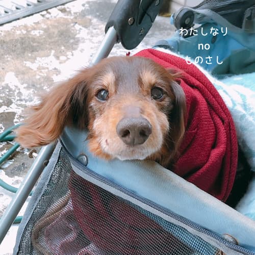 ペットカートの上で私を見つめる愛犬