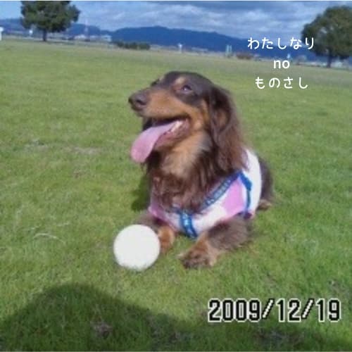 ボールで遊ぶ愛犬