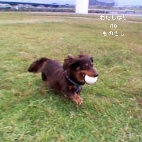 河川敷を走る愛犬