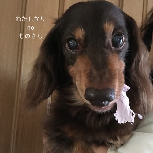 怒っている犬