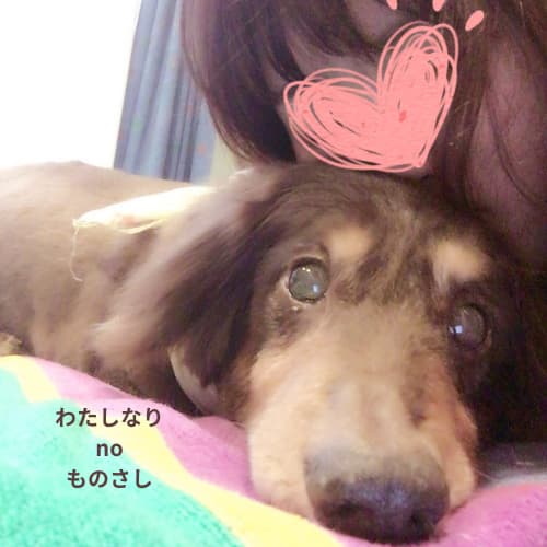 愛犬にキスをする女性