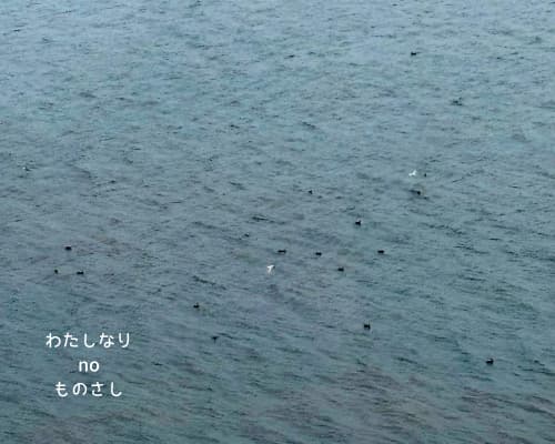 朝の琵琶湖に規則正しく並ぶ水鳥たち