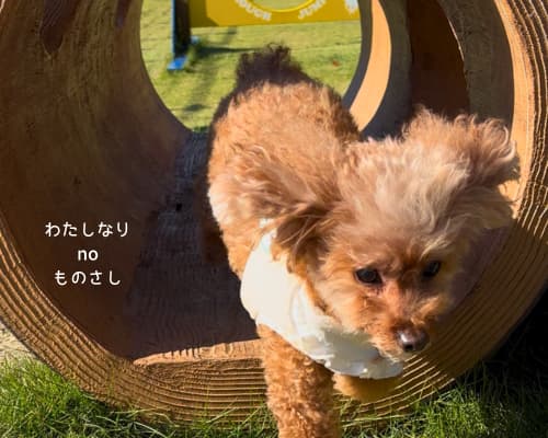 蒼の湖邸ビワフロント彦根の共有ドッグランで遊具の中に入る愛犬ももも