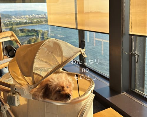 10階ラウンジのソファで愛犬もももがくつろいでいる様子